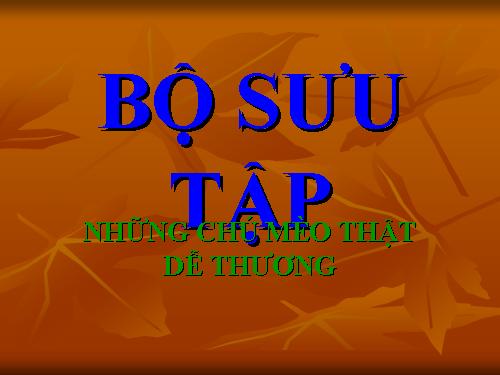 Bộ sưu tập Mèo