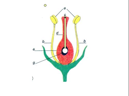 sự thụ phấn của hoa