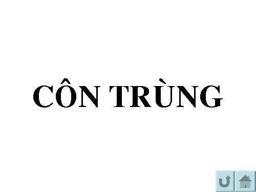 con trùng