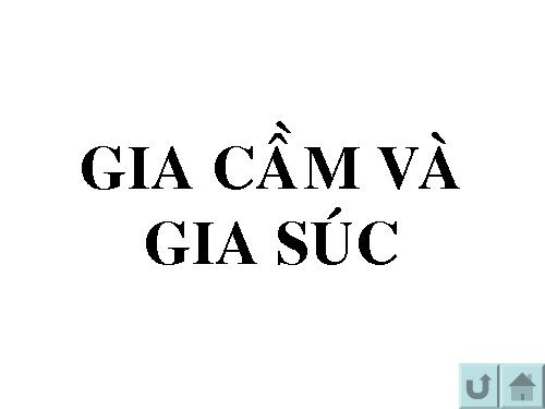 gia súc gia cầm