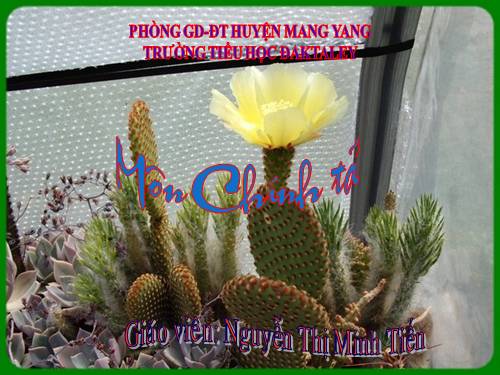 Tuần 20. Nghe-viết: Cánh cam lạc mẹ