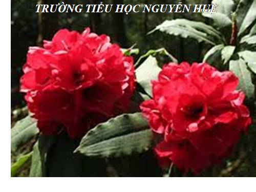 Tuần 11. Đại từ xưng hô