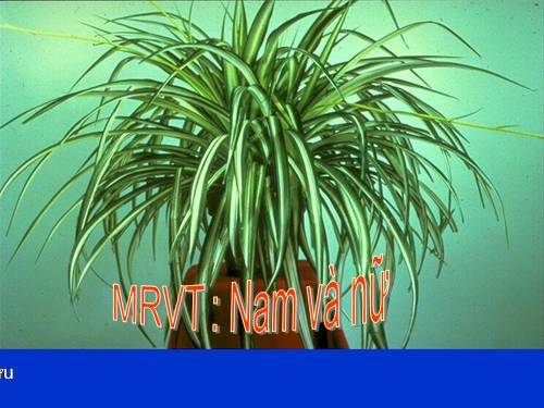 Tuần 30. MRVT: Nam và nữ