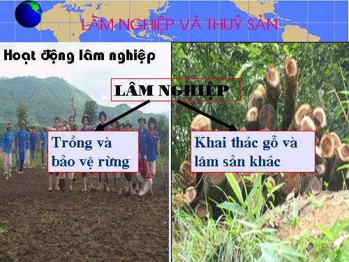 Bài 11. Lâm nghiệp và thuỷ sản