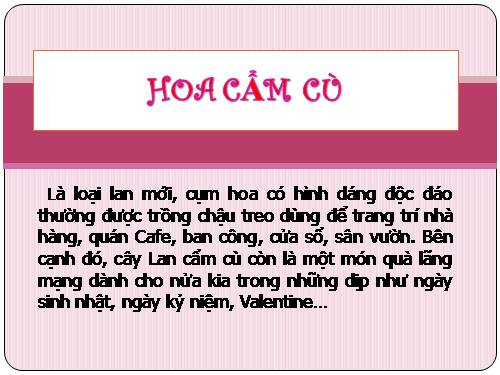 HOA CẨM CÙ