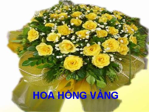 HOA HỒNG VÀNG