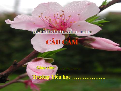 Tuần 30. Câu cảm