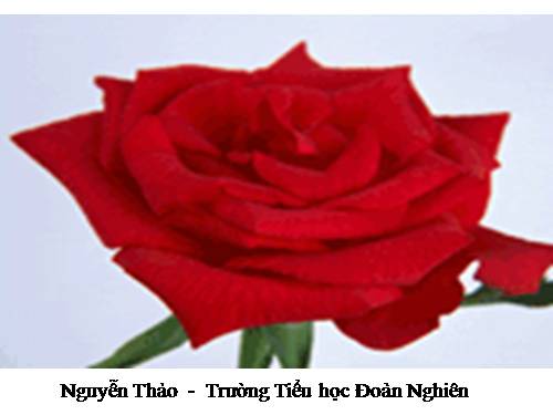 Tuần 9. Động từ