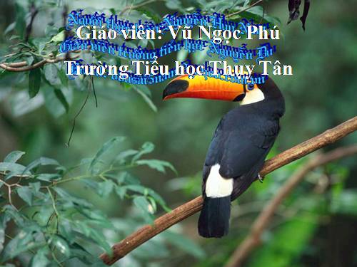 Tuần 12. Tính từ (tiếp theo)