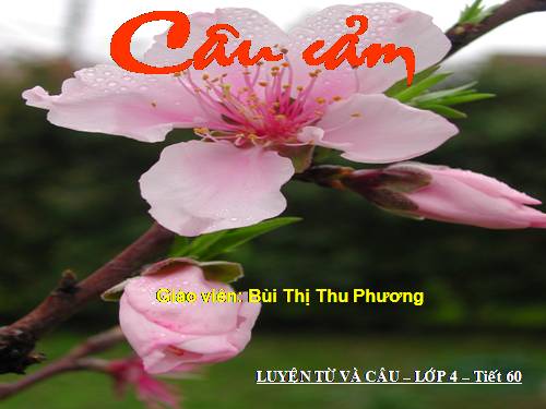 Tuần 30. Câu cảm