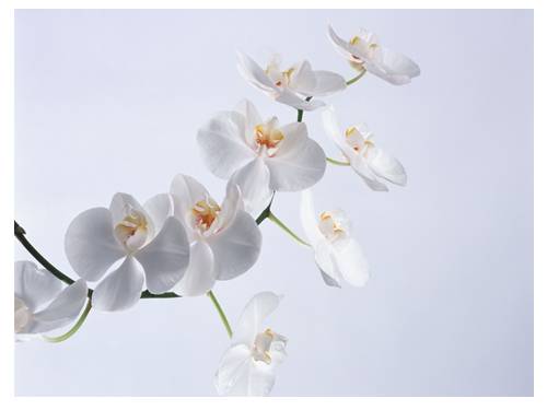 Tuần 6. Danh từ chung và danh từ riêng