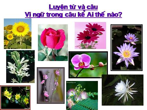 Tuần 21. Vị ngữ trong câu kể Ai thế nào?