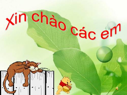 Tuần 10. Cây bàng