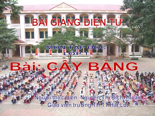 Tuần 10. Cây bàng