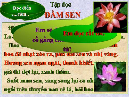 Tuần 6. Đầm sen