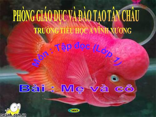 Tuần 4. Mẹ và cô