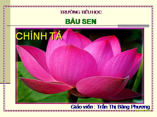 Tuần 6. Đầm sen