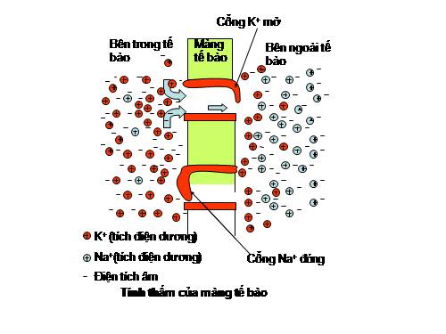 HƯỚNG DẪN SỬ DỤNG LECTURE MAKER