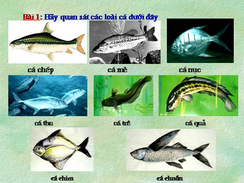 Tuần 25. MRVT: Từ ngữ về sông biển. Đặt và trả lời câu hỏi: Vì sao?