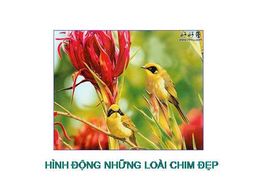 HÌNH ẢNH ĐỘNG NHỮNG LOÀI CHIM ĐẸP