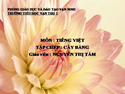 Tuần 10. Cây bàng