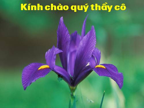 Tuần 14. Cấu tạo bài văn miêu tả đồ vật