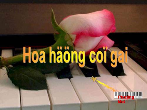 Thư dãn ngắm hoa hồng đẹp