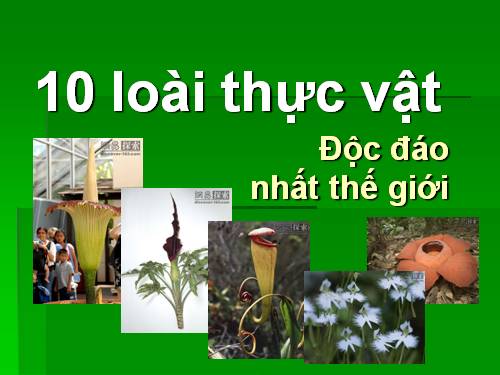 10 loài hoa kỳ lạ