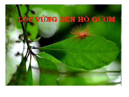 Hoa lộc vừng