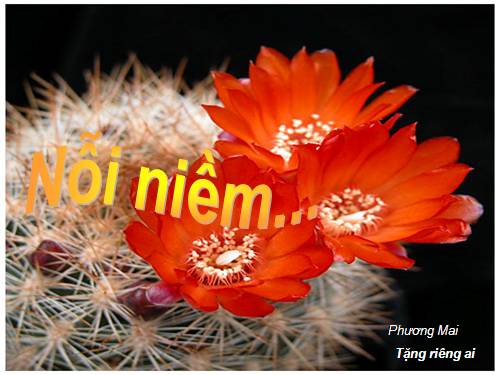Nỗi niềm...