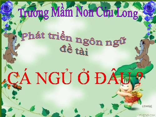 cá ngủ ở đâu