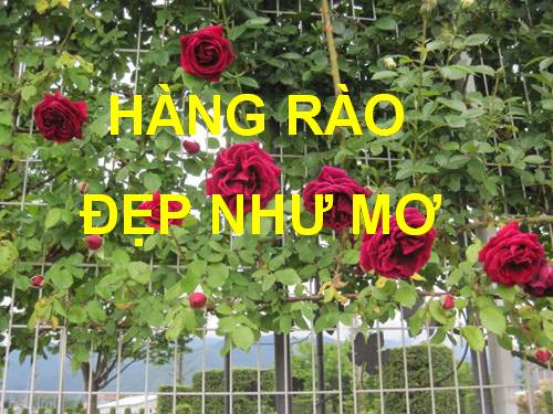 hàng rào đẹp
