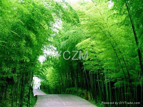 Bài 26. Cây tre Việt Nam