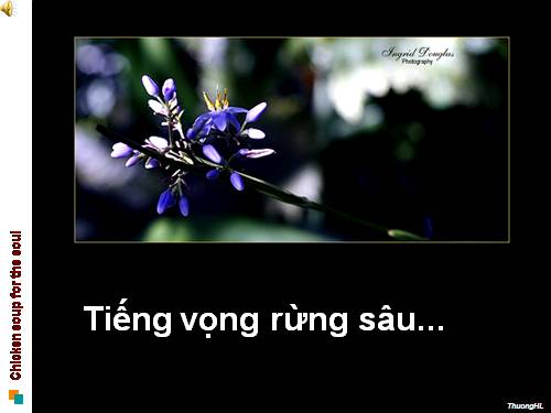 Tieng vong cua rung sau