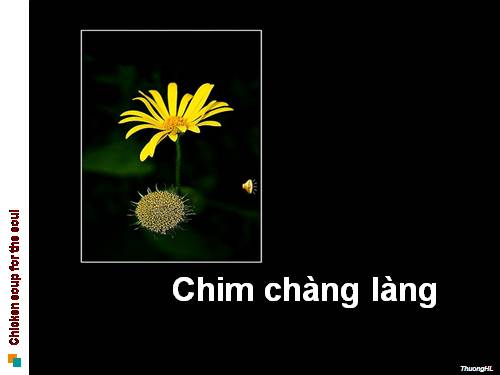 Chim Chàng Làng.