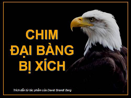 Chim đại bàng bị xích