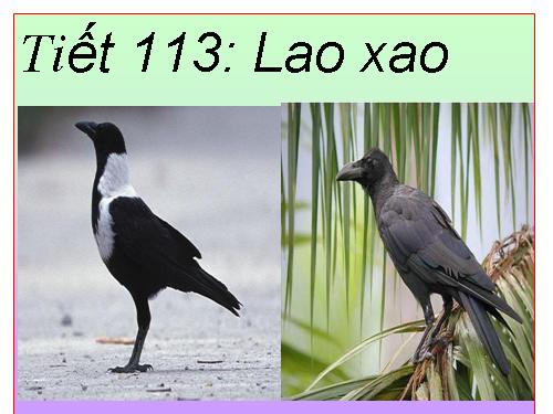 Bài 27. Lao xao