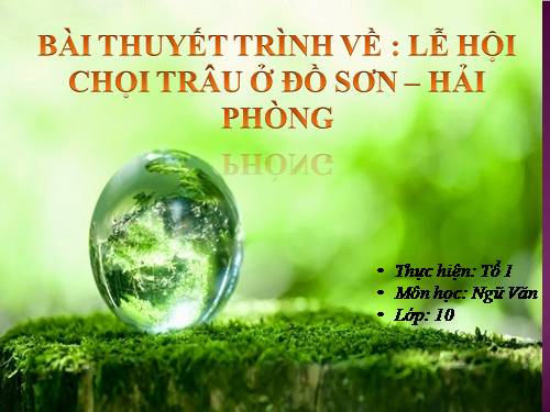 Thuyết minh là lễ hội: Chọi trâu đồ sơn