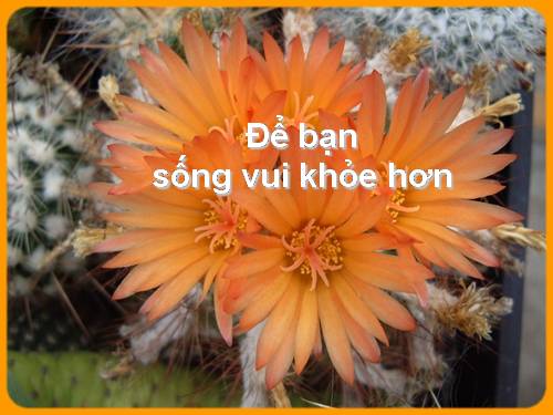 Song vui khoe