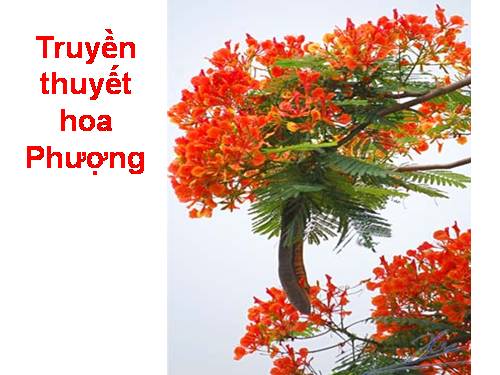 Truyền thuyết hoa Phượng