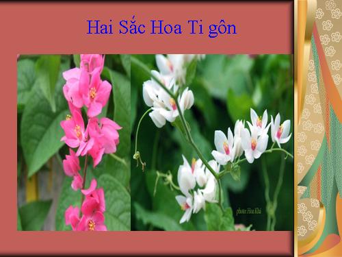 Bai tho hai sac hoa tigon