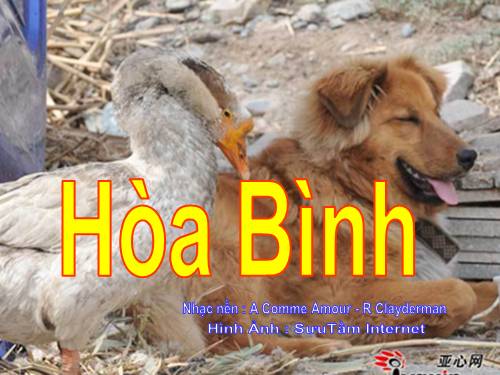 hòa bình