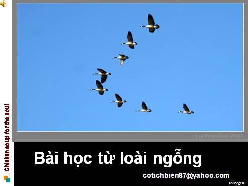 Bài học từ đàn ngỗng