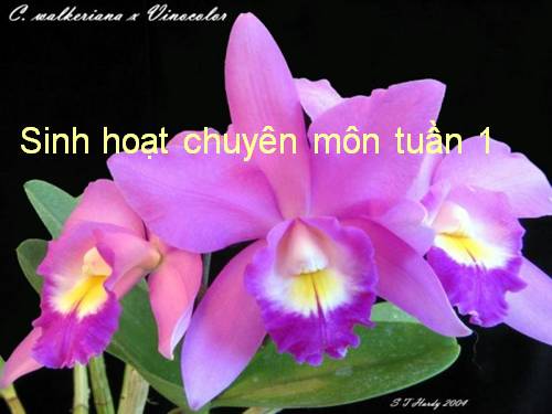 nôi dung sinh hoat chuyen mon tuần 1