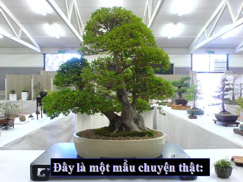 NGHỆ THUẬT BONSAI VÀ CUỘC SỐNG