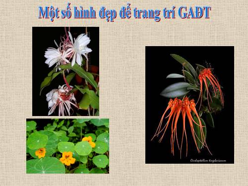 Ảnh đẹp trang trí GA ĐT