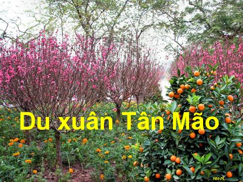Du xuân Tân Mão.