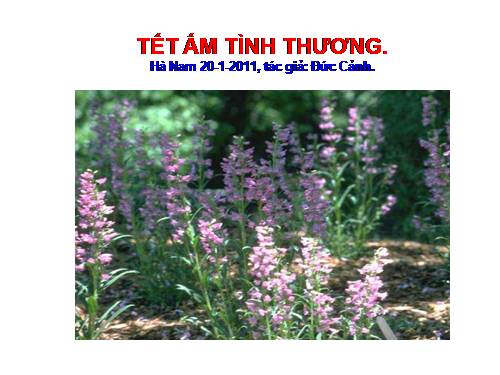 TẾT ẤM TÌNH NGƯỜI.