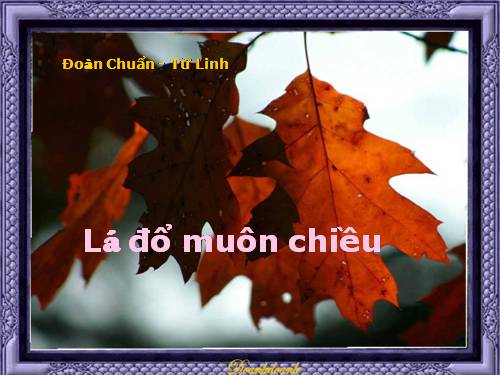 Lá đổ muôn chiều