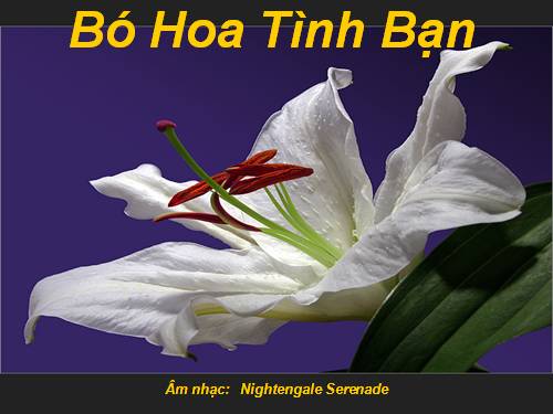 bó hoa gửi đến tất cả các ban